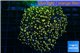 Euphyllia paradivisa orange 8-14 cm WYSIWYG acclimaté