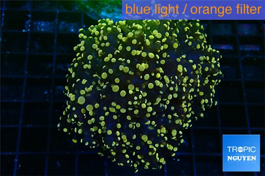 Euphyllia paradivisa orange 8-14 cm WYSIWYG acclimaté