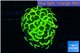 Euphyllia paraancora gold 4-7 cm WYSIWYG acclimaté