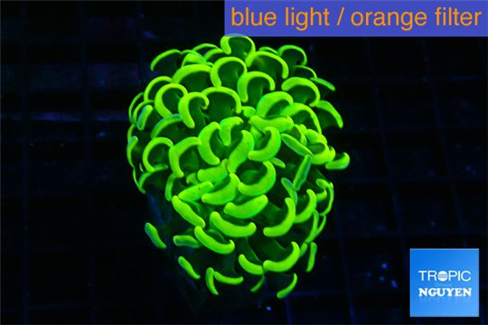 Euphyllia paraancora gold 4-7 cm WYSIWYG acclimaté