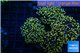 Euphyllia paradivisa orange 8-14 cm WYSIWYG acclimaté