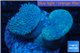 Sarcophyton long polyps double body 7-12 cm WYSIWYG acclimaté