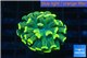 Euphyllia paraancora gold 2-4 cm WYSIWYG acclimaté