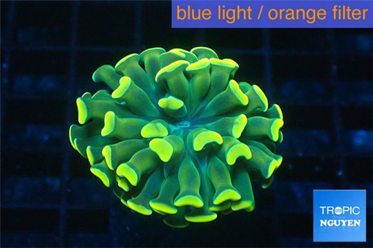 Euphyllia paraancora gold 2-4 cm WYSIWYG acclimaté