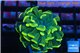 Euphyllia paraancora gold 2-4 cm WYSIWYG acclimaté