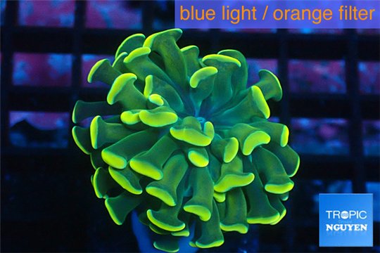 Euphyllia paraancora gold 2-4 cm WYSIWYG acclimaté