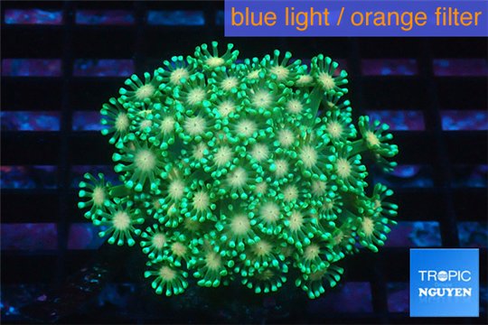 Alveopora green & orange 4-8 cm WYSIWYG acclimaté