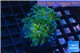 Euphyllia yaeyamaensis green purple 4-8 cm WYSIWYG acclimaté