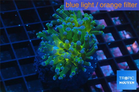 Euphyllia yaeyamaensis green purple 4-8 cm WYSIWYG acclimaté