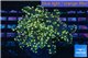 Euphyllia paradivisa orange 4-8 cm WYSIWYG acclimaté