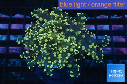 Euphyllia paradivisa orange 4-8 cm WYSIWYG acclimaté