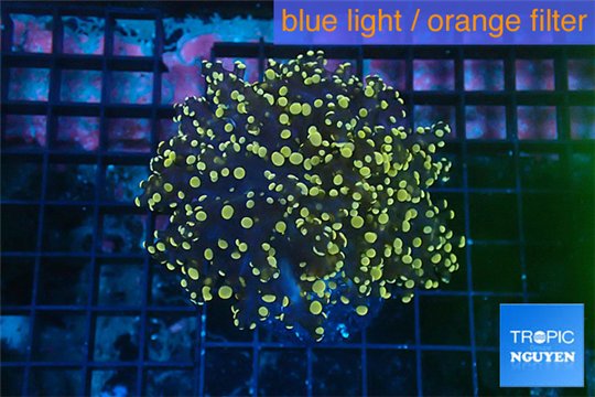 Euphyllia paradivisa orange 4-8 cm WYSIWYG acclimaté
