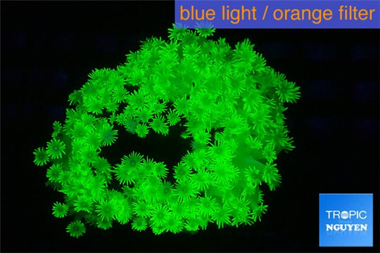 Alveopora neon green damaged 4-8 cm WYSIWYG acclimaté