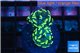 Euphyllia paraancora gold 4-7 cm WYSIWYG acclimaté