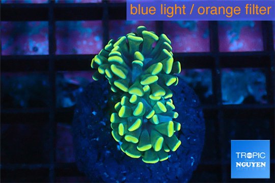 Euphyllia paraancora gold 4-7 cm WYSIWYG acclimaté