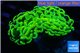 Euphyllia ancora neon gold 5-8 cm WYSIWYG acclimaté