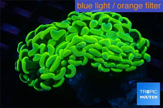 Euphyllia ancora neon gold 5-8 cm WYSIWYG acclimaté