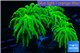 Euphyllia glabrescens green purple blue 4-7 cm WYSIWYG acclimaté
