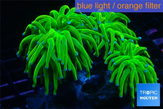 Euphyllia glabrescens green purple blue 4-7 cm WYSIWYG acclimaté