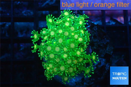 Alveopora green & orange 4-8 cm WYSIWYG acclimaté