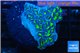 Euphyllia aancora green purple 4-8 cm WYSIWYG acclimaté