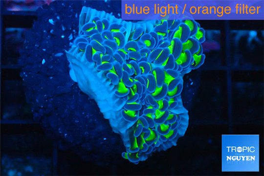 Euphyllia aancora green purple 4-8 cm WYSIWYG acclimaté