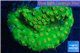 Leptastrea green & orange polyps 4-5 cm WYSIWYG acclimaté