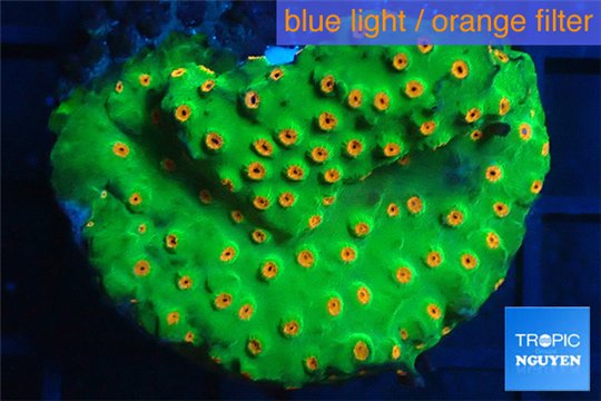 Leptastrea green & orange polyps 4-5 cm WYSIWYG acclimaté