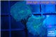 Discosoma deep blue avatar 2 polyps WYSIWYG acclimaté