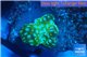 Discosoma green & blue spopt 1 polyp WYSIWYG acclimaté
