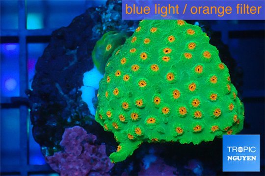 Leptastrea green & orange polyps 3-5 cm WYSIWYG acclimaté