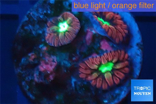 Blastomussa red green damaged 3 polyps WYSIWYG acclimaté