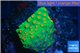 Leptastrea green & orange polyps 3-4 cm WYSIWYG acclimaté