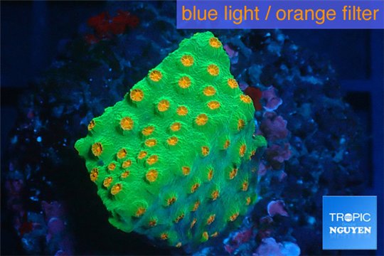 Leptastrea green & orange polyps 3-4 cm WYSIWYG acclimaté