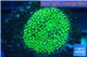Ricordea floridea green 1 polyp WYSIWYG acclimaté