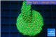 Leptastrea green & orange polyps 4-6 cm WYSIWYG acclimaté