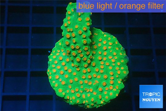 Leptastrea green & orange polyps 4-6 cm WYSIWYG acclimaté