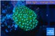 Discosoma green & blue spot 1 polyp WYSIWYG acclimaté