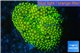 Ricordea floridea golden green 1 polyp WYSIWYG acclimaté