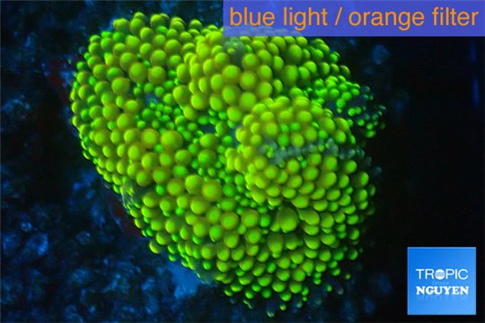 Ricordea floridea golden green 1 polyp WYSIWYG acclimaté