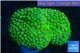 Ricordea floridea golden green 1 polyp WYSIWYG acclimaté