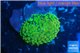 Ricordea floridea green 1 polyp WYSIWYG acclimaté