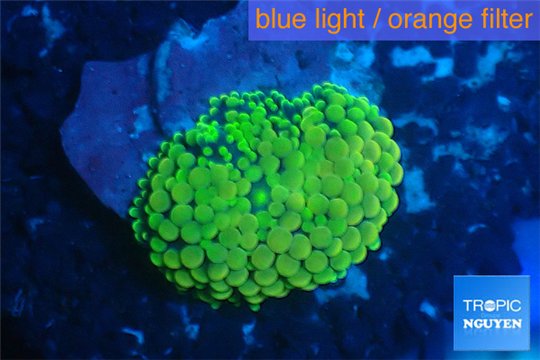 Ricordea floridea green 1 polyp WYSIWYG acclimaté