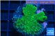Montipora green & purple polyps 3-4 cm WYSIWYG acclimaté
