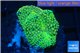Ricordea floridea golden green 1 polyp WYSIWYG acclimaté