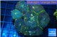 Rhodactis tricolor golden line premium 8-12 cm WYSIWYG acclimaté