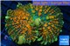 Rhodactis green orange tips premium 5 -7 cm WYSIWYG acclimaté