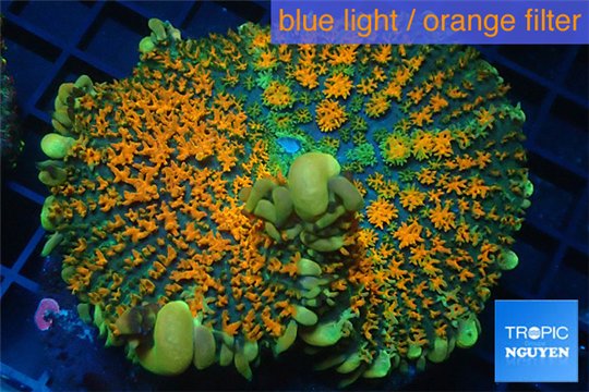 Rhodactis green orange tips premium 5 -7 cm WYSIWYG acclimaté