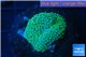 Ricordea floridea green 1 polyp WYSIWYG acclimaté
