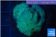 Yellow sponge + discosoma green blue spot 2-4 cm WYSIWYG acclimaté